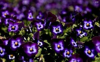 Pansy Wallpaper