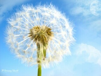 Wallpaper The Dandelion That Broadcasts Hope