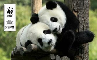Wwf Geox