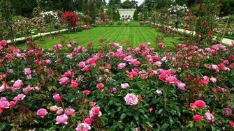 Rose Bush Wallpaper X Net
