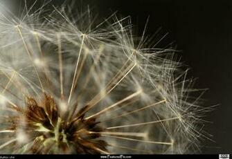 Dandelion Clocks Wallpaper Background HD With Resolutions