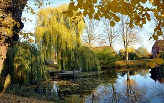 Weeping Willow Pond Wallpaper And Image