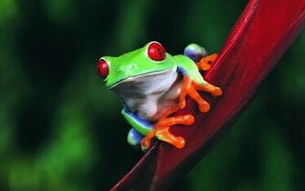 Cute Frog Wallpaper HD