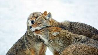 Coyote Wallpaper Net