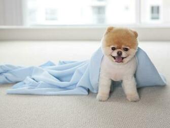 Boo Dog Wallpaper