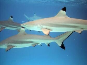 Tipped Reef Sharks Wallpaper HD iPhone Black Shark