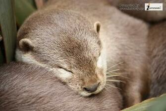 Cute Otters Wallpaper HD Photo Of Phombo