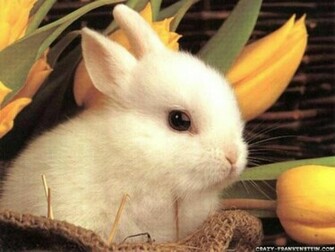 Cute Little Easter Bunny Animals Wallpaper Pixel Popular