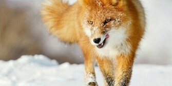 Red Fox HD Wallpaper