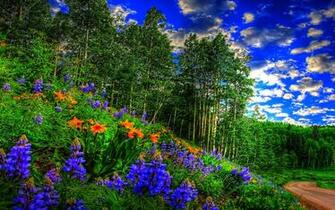 Spring Forest Wallpaper