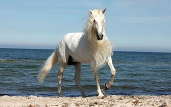 Beautiful White Horse Wallpaper