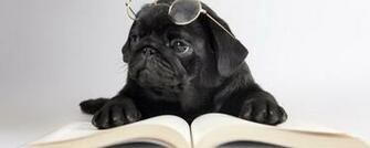 Description Intellectual Black Pug Wallpaper Desktop