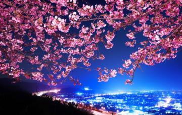 Wallpaper Sakura Japan Night City Shin Mimura Highway Cherry