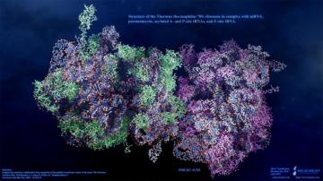 Structure Of 70s Ribosome By Hirofumi 3d Cgsociety