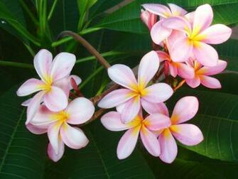 Pink Plumeria Frangipani Temple Tree