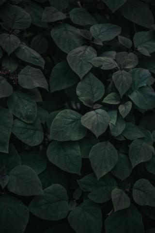 Moody Nature Pictures Image