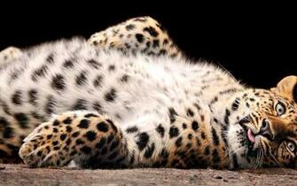 Big Cat Wallpaper And Image Pictures Photos