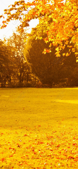 Autumn Mobile Wallpaper Image And Picture