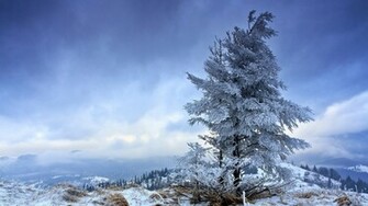 Snowy Fir Tree Wallpaper