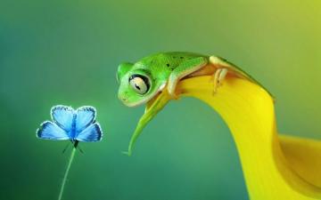 Animals Frog Macro Wallpaper HD Desktop And Mobile Background