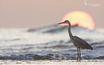 Heron Wallpaper