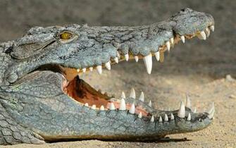 Crocodile Animal Pictures Wallpaper HD Photos