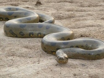 Anaconda Snake Wallpaper Sa