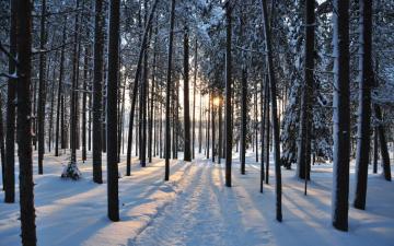 Winter Trees Forest Road Nature Landscape Wallpaper HD