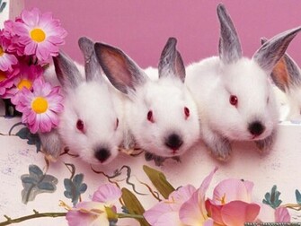 Anime Manga Wallpaper Cartoon Bunny