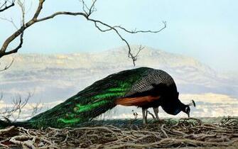 Peacock Wallpaper Animal