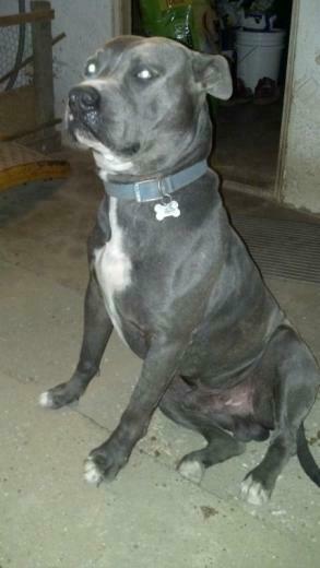 Blue Nose Pits What You Must Know About Them