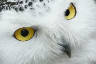 Snowy Owl Eyes Desktop Wallpaper HD Owls