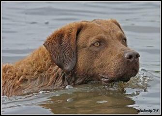 Chesapeake Bay Retriever Chessie Wallpaper Pictures Breed