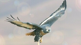 Bird Of Prey HD Wallpaper Choice