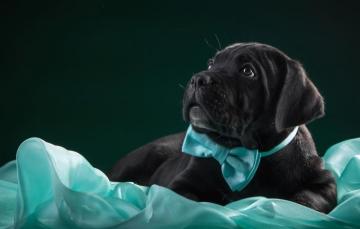 Wallpaper Butterfly Black Puppy Fabric Cane Corso Image For
