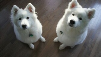 Two Samoyed Dogs Photo And Wallpaper Beautiful