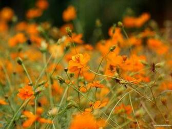 Autumn Flowers Cosmos Flower Photography