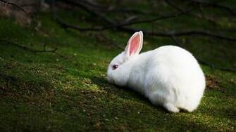 Easter Bunny HD Wallpaper