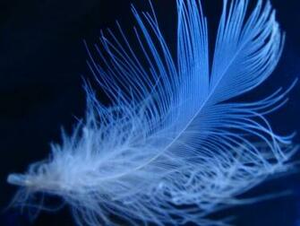Fluffy Neon Feather Desktop Wallpaper