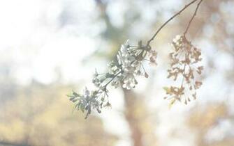Vintage Flowers Wallpaper