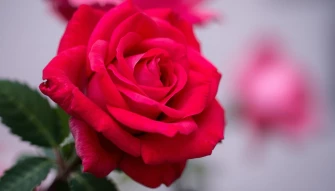 Most Beautiful Rose Flowers Wallpaper