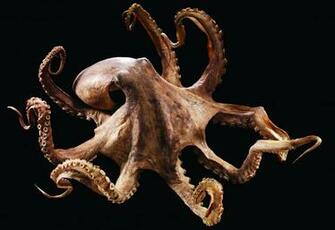 Octopus Background Net