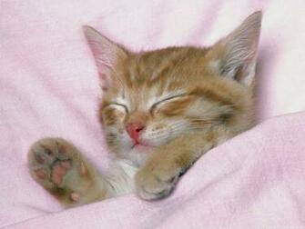 Sleeping Cat Wallpaper Cute On Pc Beautiful Desktop