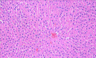 Histology Background Min Aquila Biomedical