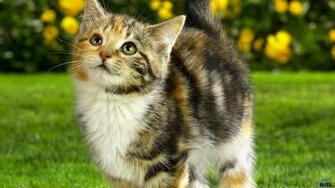 Wallpaper Calico Tabby Mix Kitten X