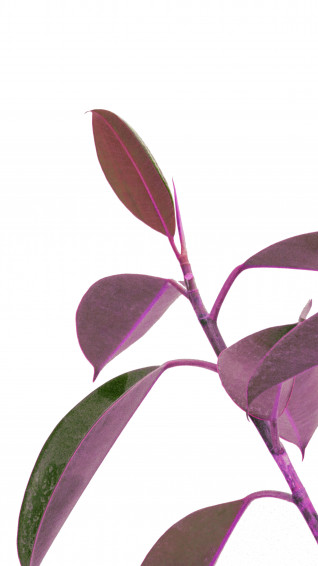Minimalist Plant Wallpaper