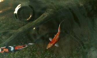 Koi Fish Wallpaper
