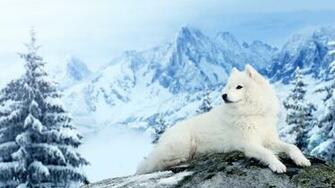 Dog Samoyed Mountains Winter Snow Wallpaper HD Desktop And