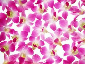 Flower Wallpaper For Desktop 3d