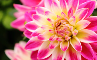 Dahlia Desktop Wallpaper